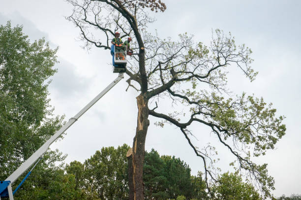 Best Emergency Tree Removal  in Rio Grande, NJ